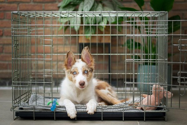 What's the Most Effective Crate Training Schedule for a Young Puppy?